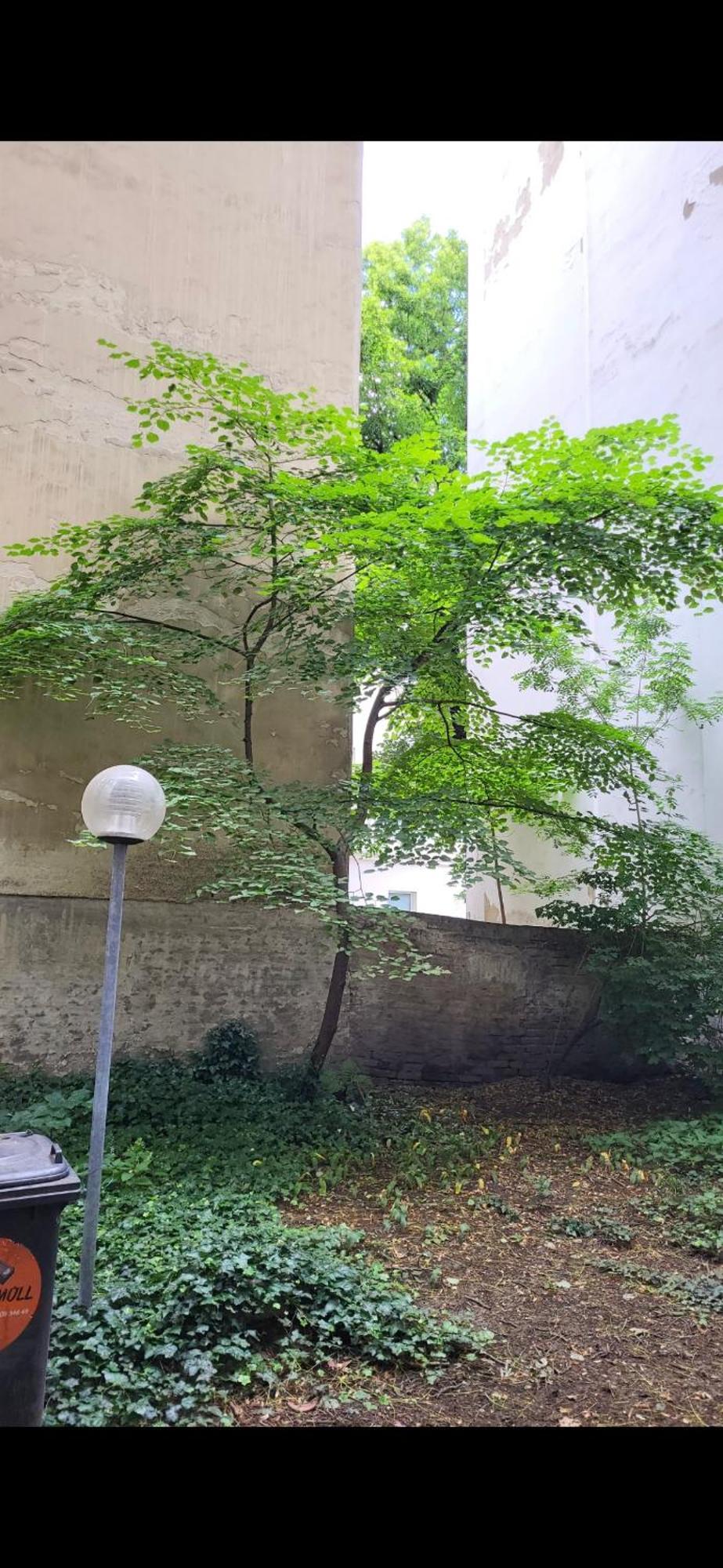 Schoene Altbauwohnung Wien Zentrum Brigittenauer Laende 32 Viena Exterior foto